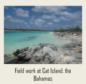 Bahamas pictures_with label